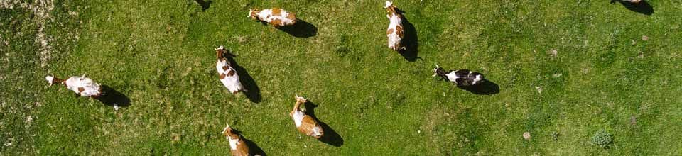 Happy Cow's dairy heritage